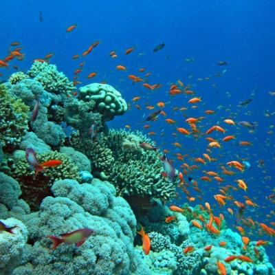 Gulf Of Aqaba Corals 20190622 1521669209